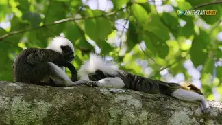 撮缟觓RG8Y(编号兴008g007)-开云平台